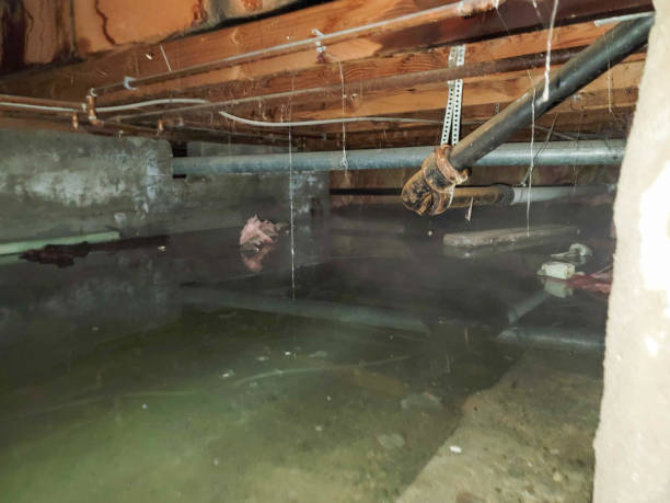 Best Water damage restoration near me  in Northport, NY